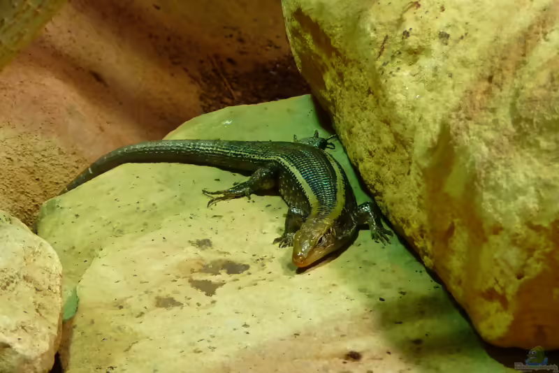 Breitschwanz-Ringelschildechse: Zonosaurus laticaudatus im Terrarium halten (Einrichtungsbeispiele mit Zonosaurus laticaudatus)
