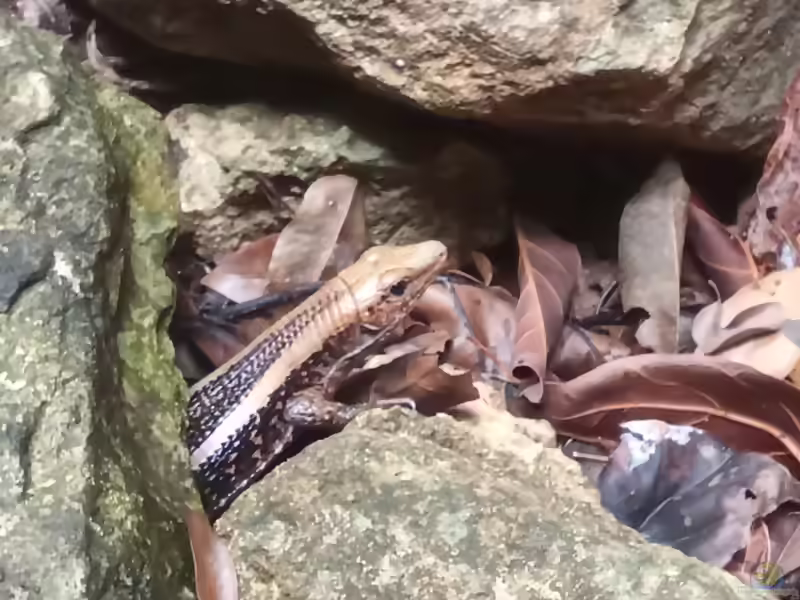 Zonosaurus madagascariensis im Terrarium halten (Einrichtungsbeispiele mit Madagaskar Ringel-Schildechse)