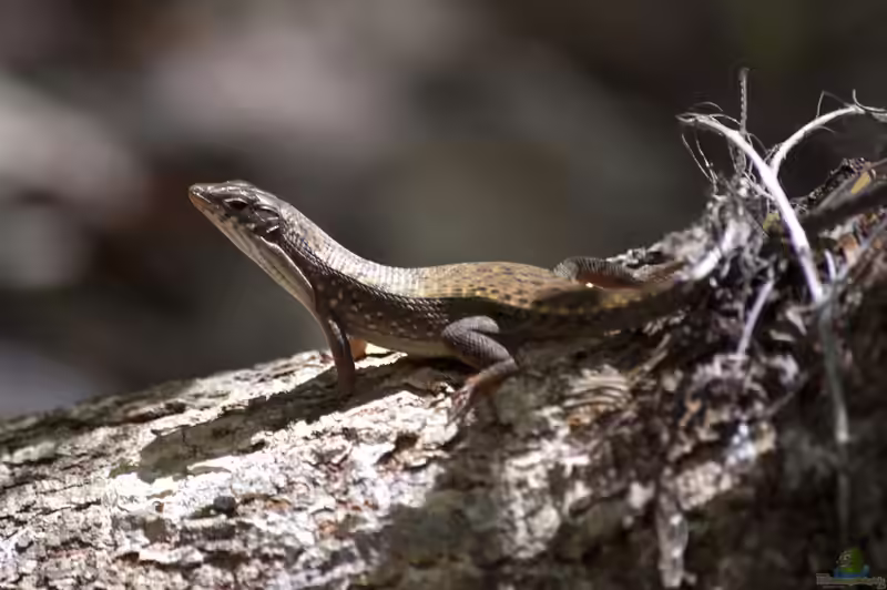 Zonosaurus rufipes im Terrarium halten (Einrichtungsbeispiele mit Rotfuß-Ringelschildechse)
