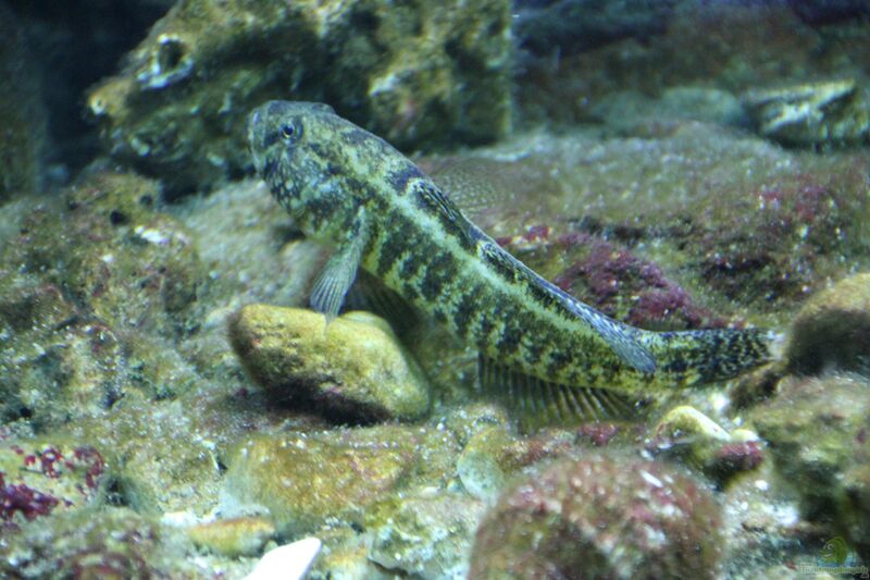 Zosterisessor ophiocephalus im Aquarium halten (Einrichtungsbeispiele für Schlangenkopfgrundel)  - Zosterisessor-ophiocephalusaquarium