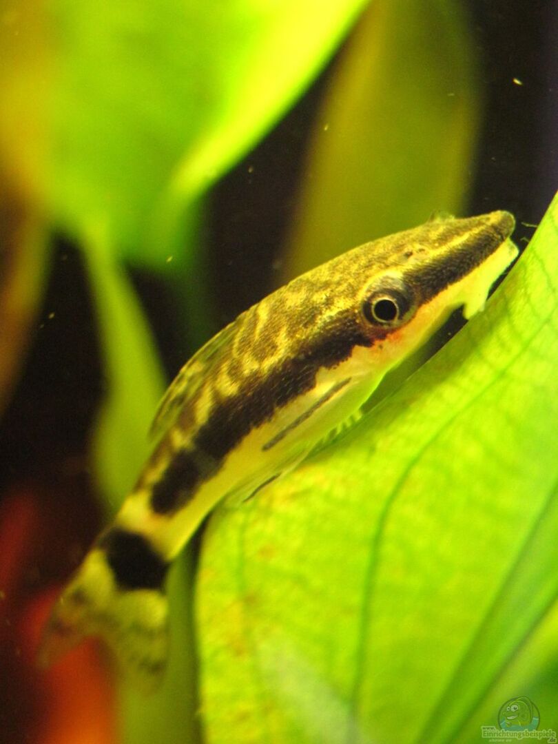Otocinclus affinis (Gestreifter Ohrgitter Harnischwels)