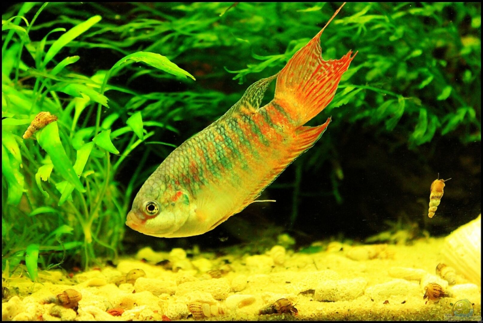 Macropodus opercularis (Paradiesfisch)