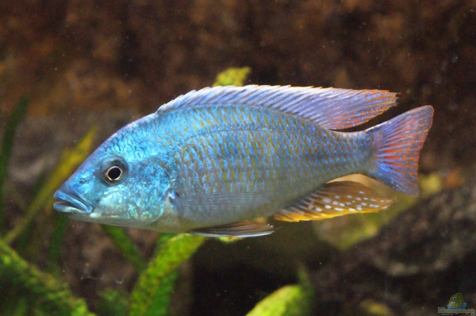 Otopharynx tetrastigma () Einrichtungsbeispiele