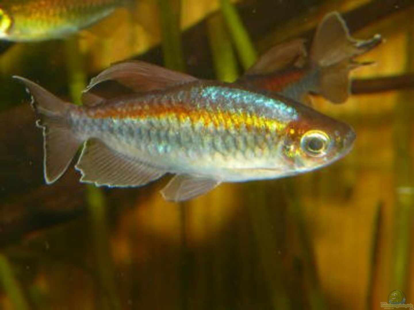 Phenacogrammus interruptus (Blauer Kongosalmler)