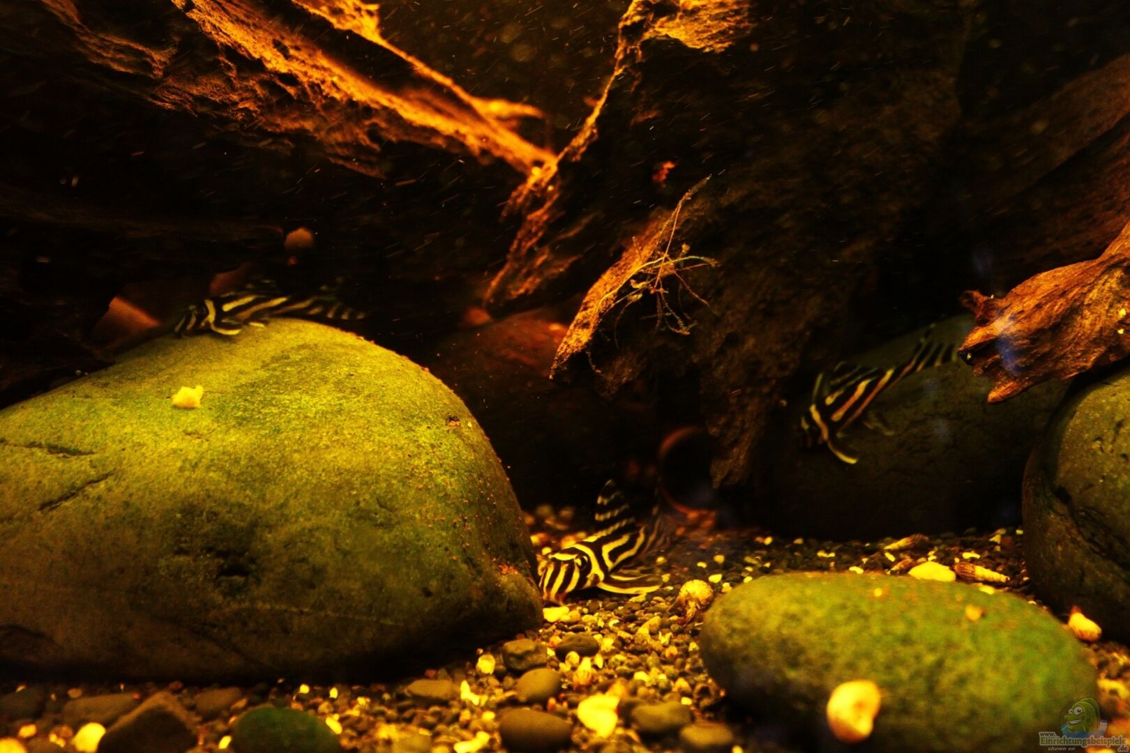 Hypancistrus zebra L 46 (Zebraharnischwels)