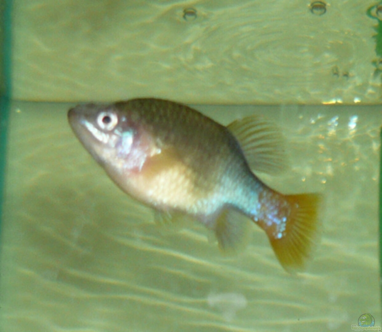 Xenotoca eiseni (GoldsattelHochlandkärpfling)