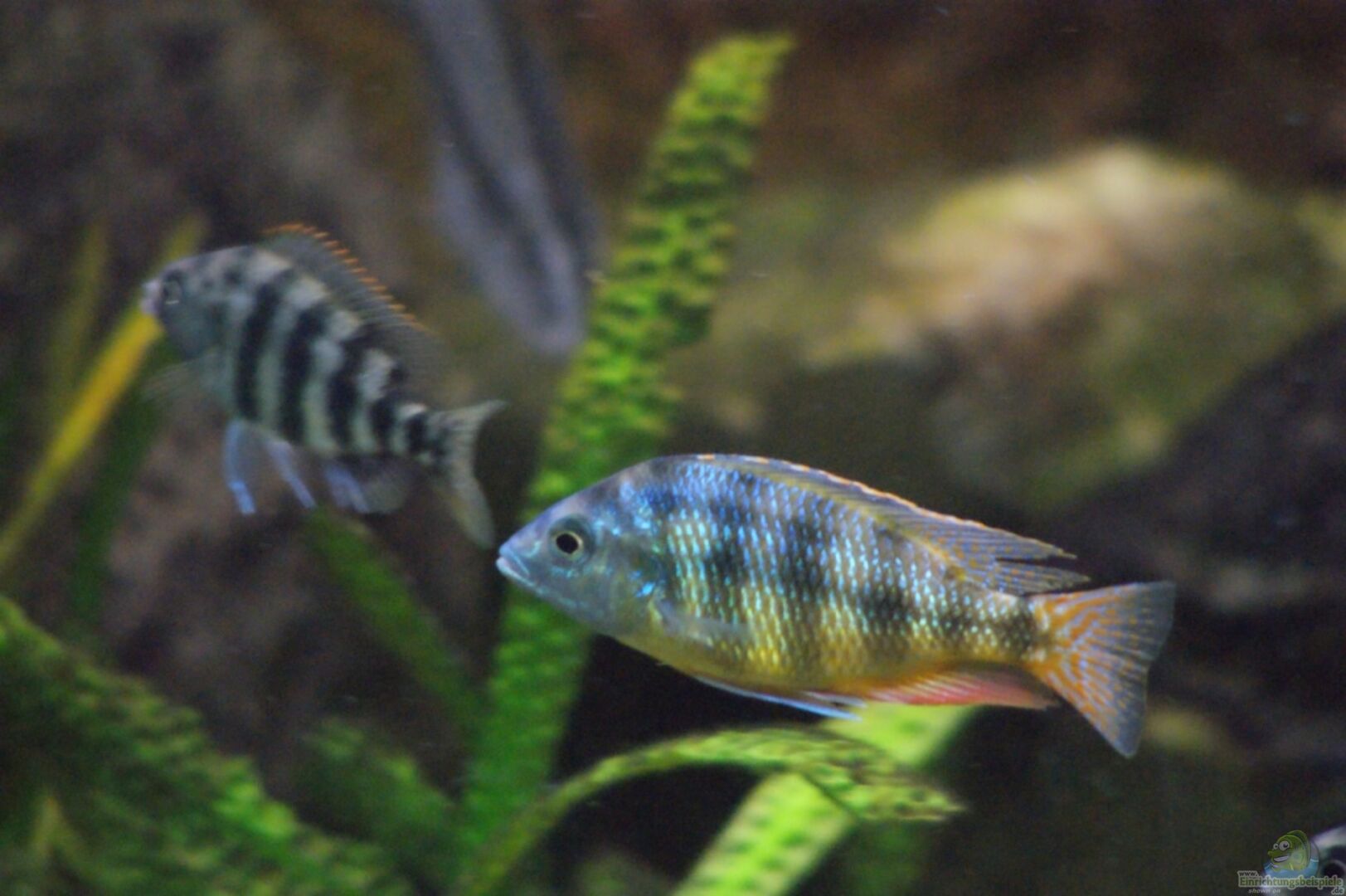 Placidochromis Johnstoni ´solo´ ()