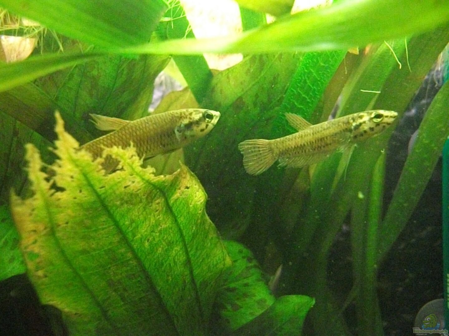 Betta Picta (Java-Kampffisch) | Einrichtungsbeispiele