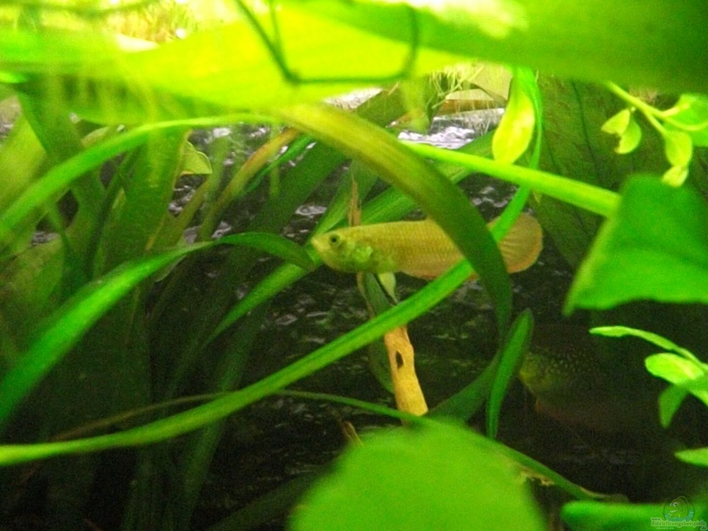 Betta Picta (Java-Kampffisch) | Einrichtungsbeispiele