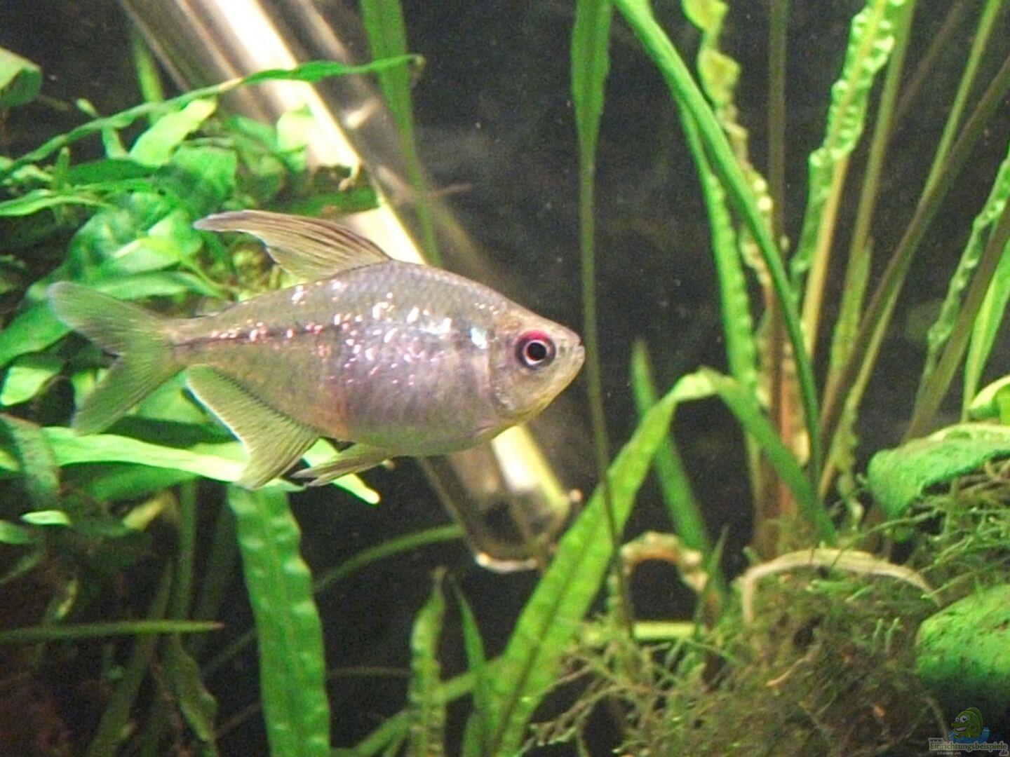 Moenkhausia pittieri (Brillantsalmler)