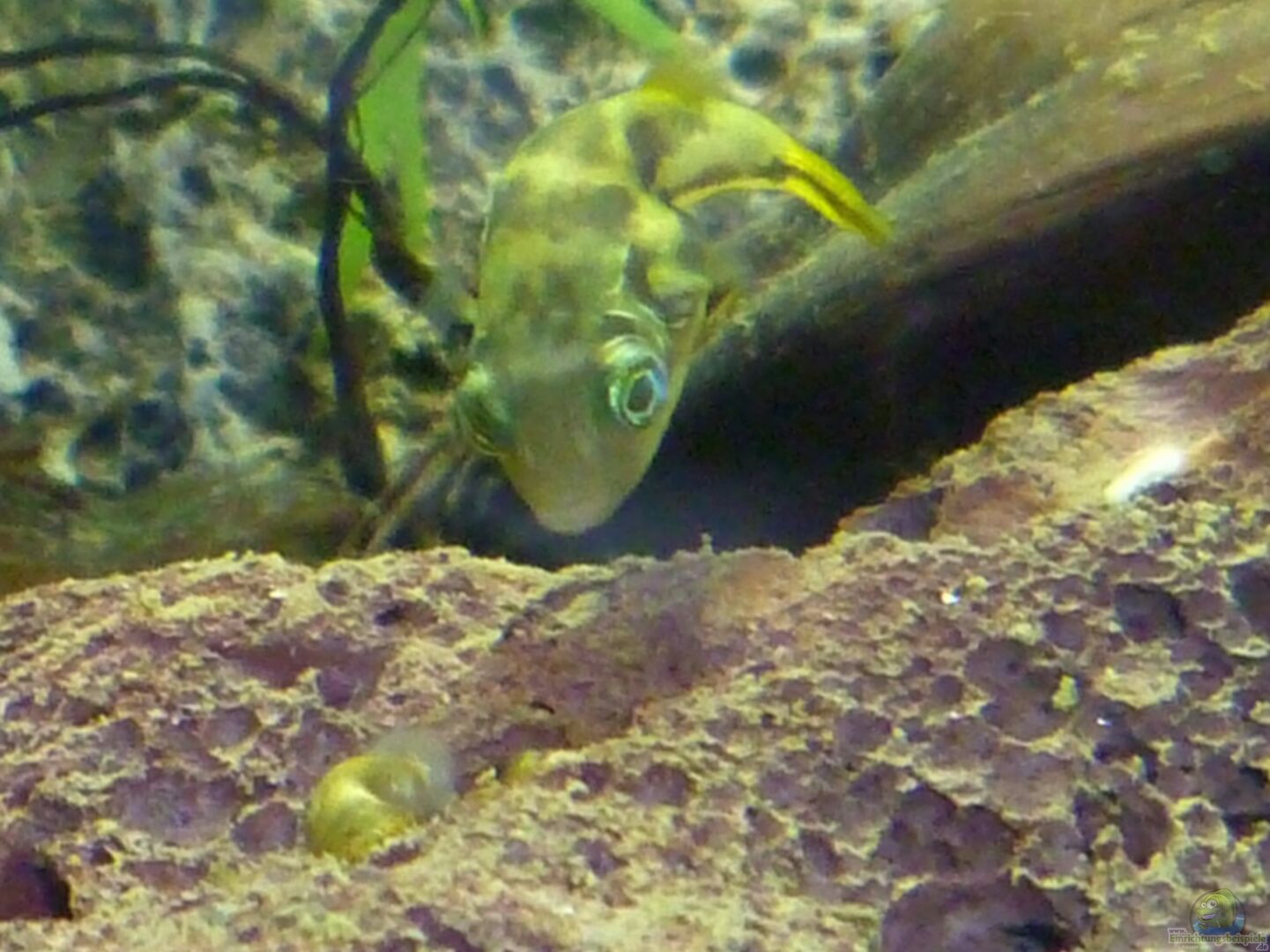 Carinotetraodon travancoricus (Indischer