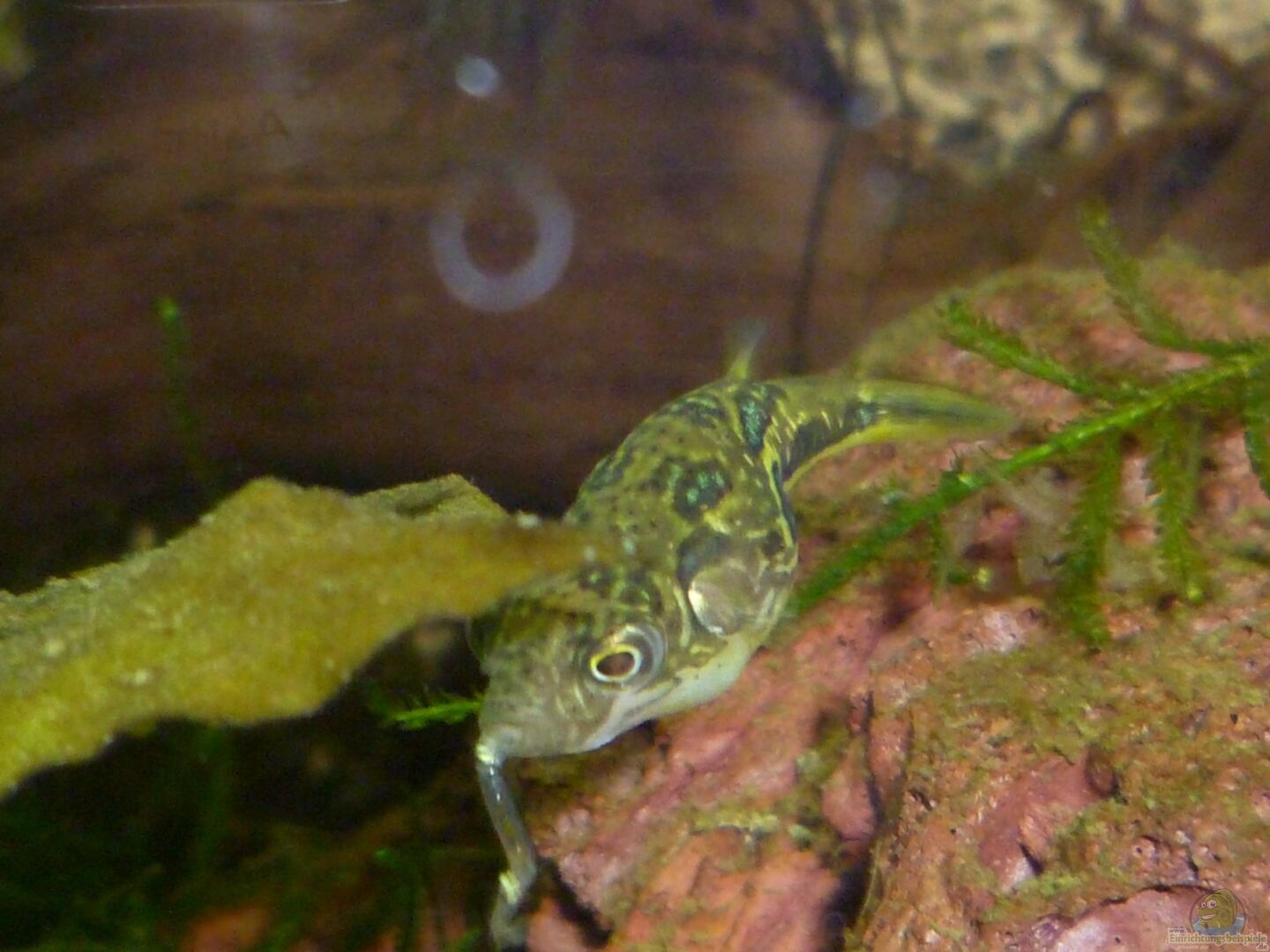 Carinotetraodon travancoricus (Indischer