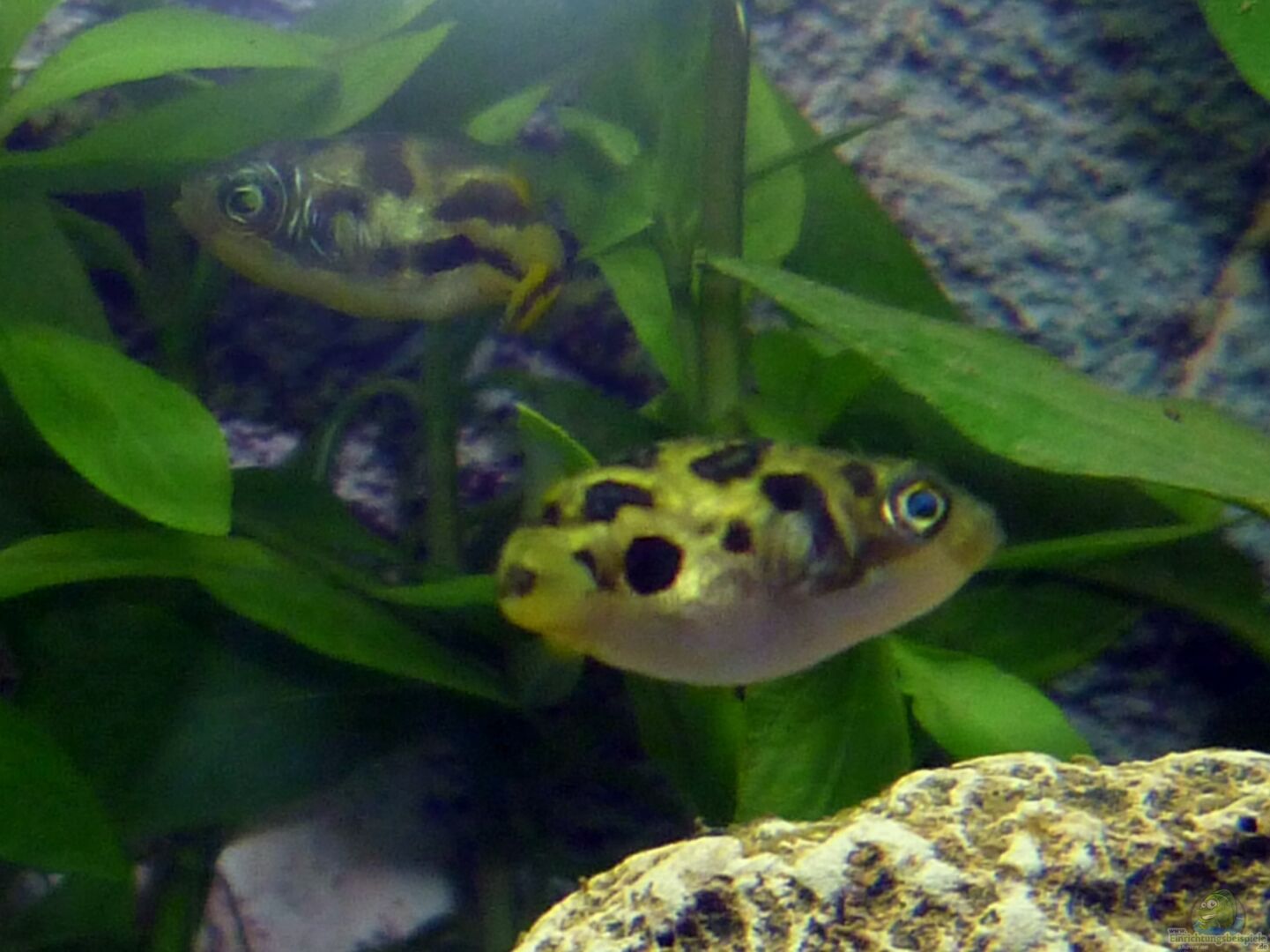 Carinotetraodon travancoricus (Indischer