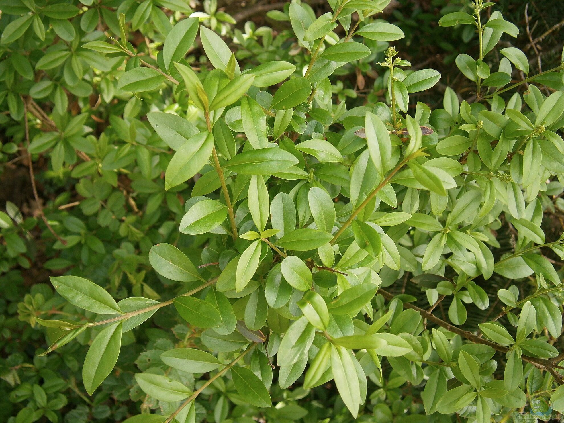 Gewhnlicher Liguster - Ligustrum vulgare: Alle Infos