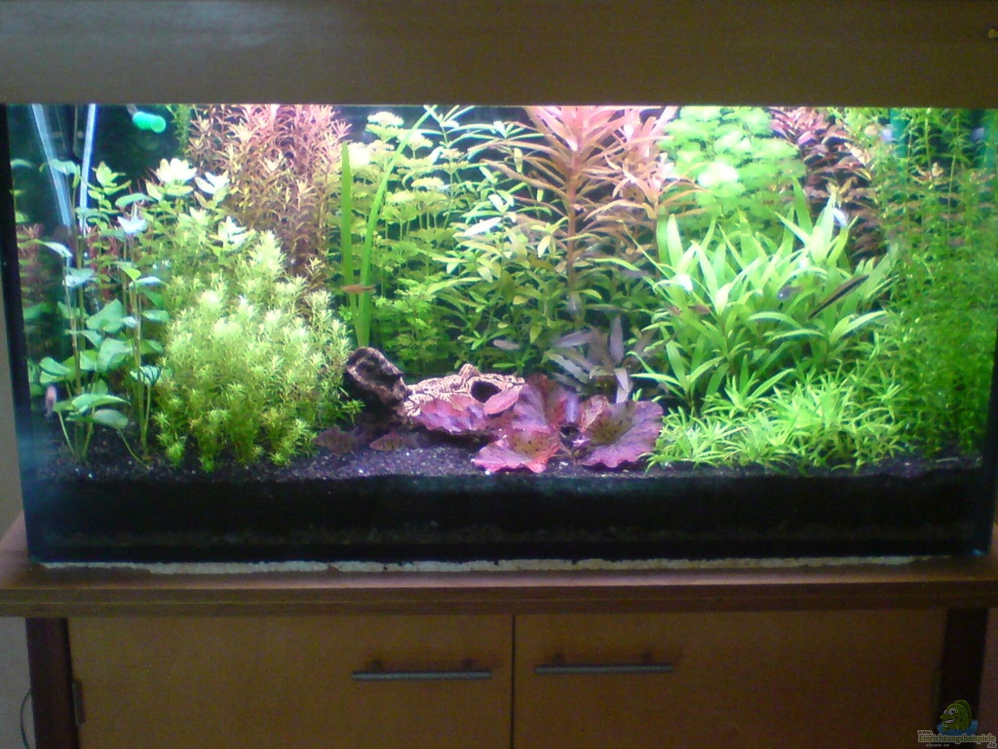 Pflanzen-Aquarium: Alle wichtigen Infos