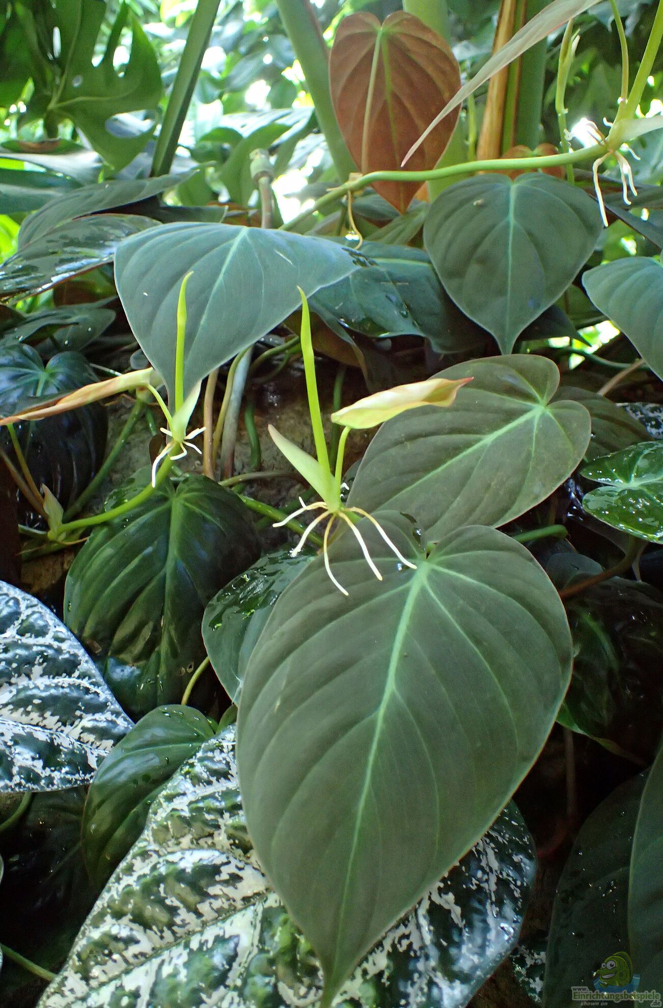 Dunkler Kletternder Baumfreund - Philodendron micans