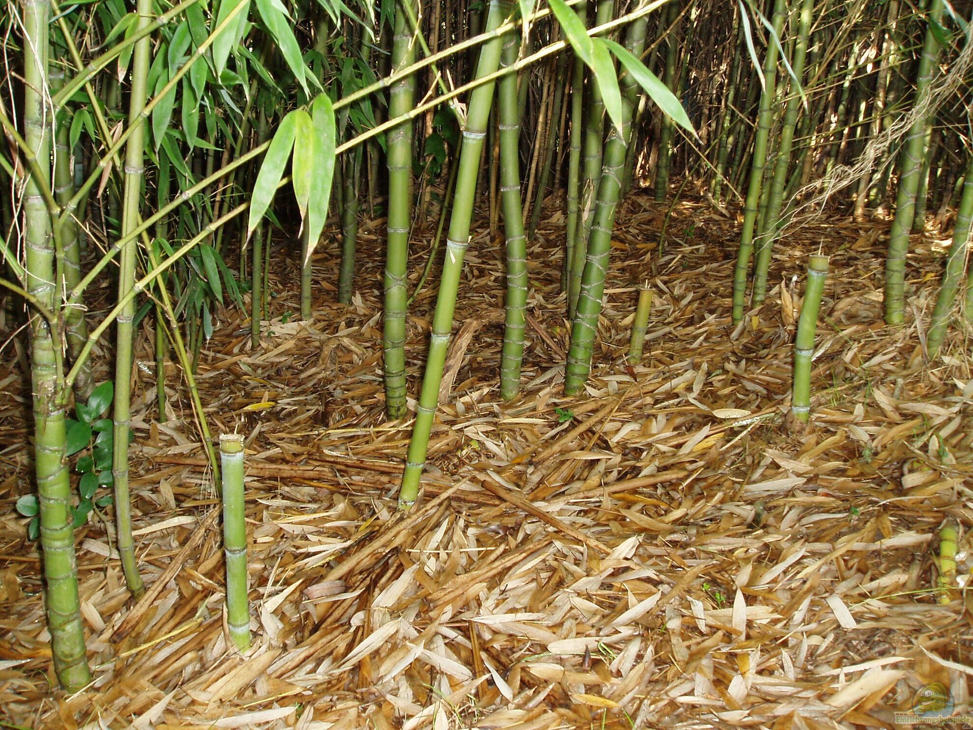 Goldrohrbambus - Phyllostachys aurea: Alle Infos