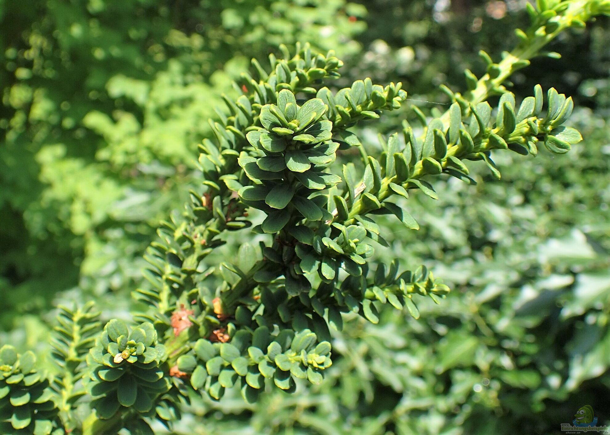 baumschule thuja smaragd Jetzt Lebensbaum 'Smaragd' online kaufen bei Bohlken Pflanzenversand –  Bohlken Pflanzenversand GbR main image 1