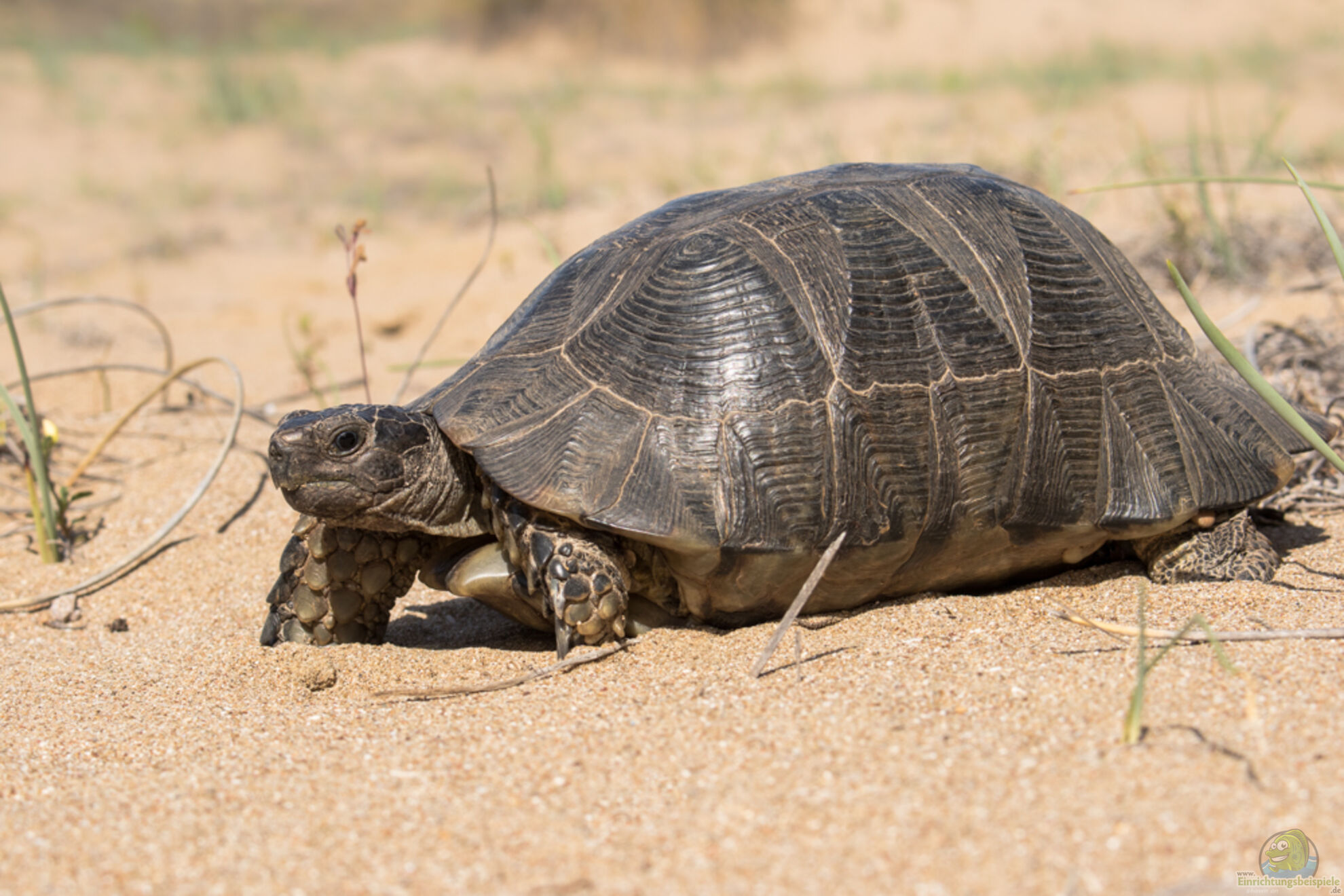 Breitrandschildkrte - Testudo marginata: Alle Infos