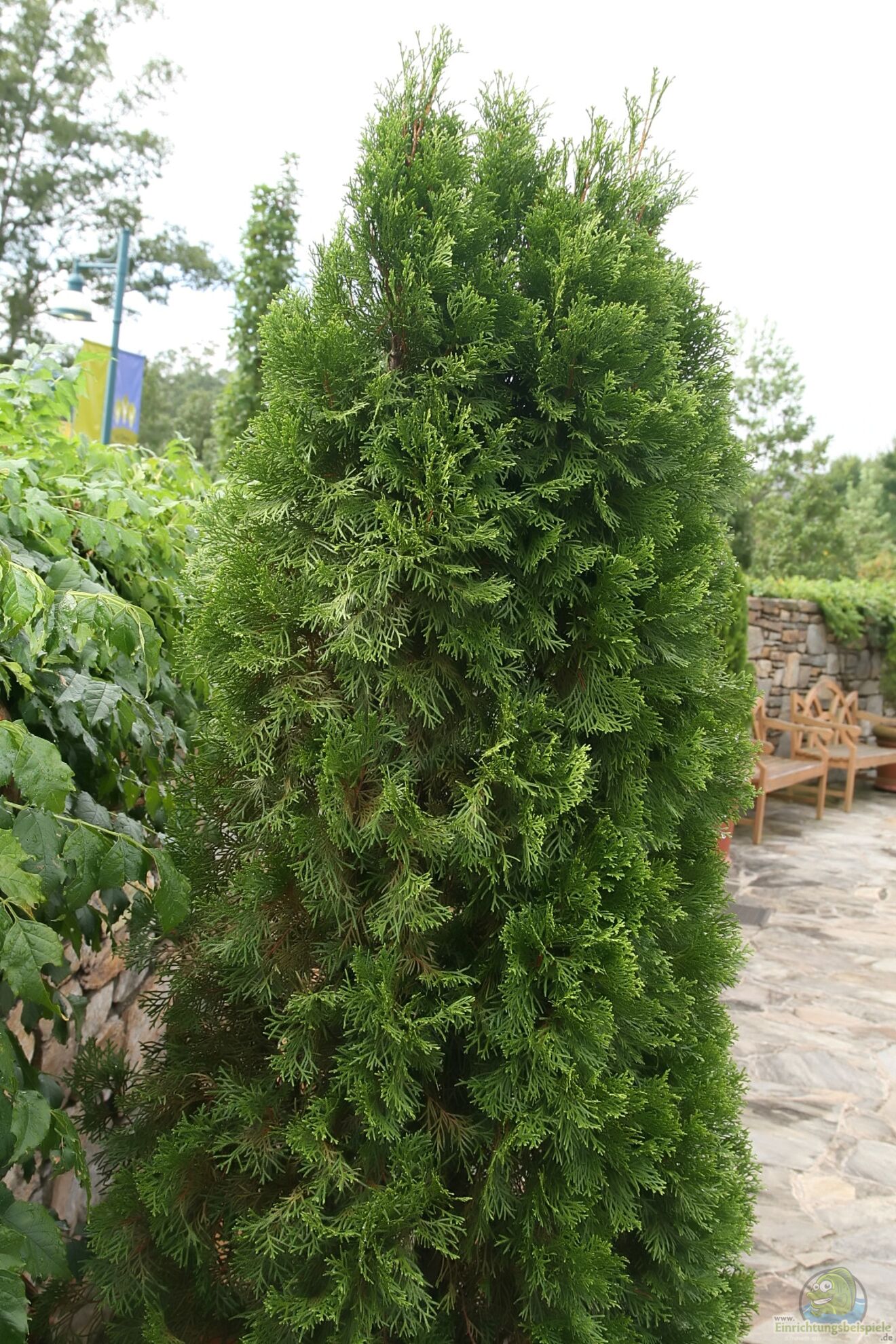 Abendlndischer Lebensbaum - Thuja occidentalis