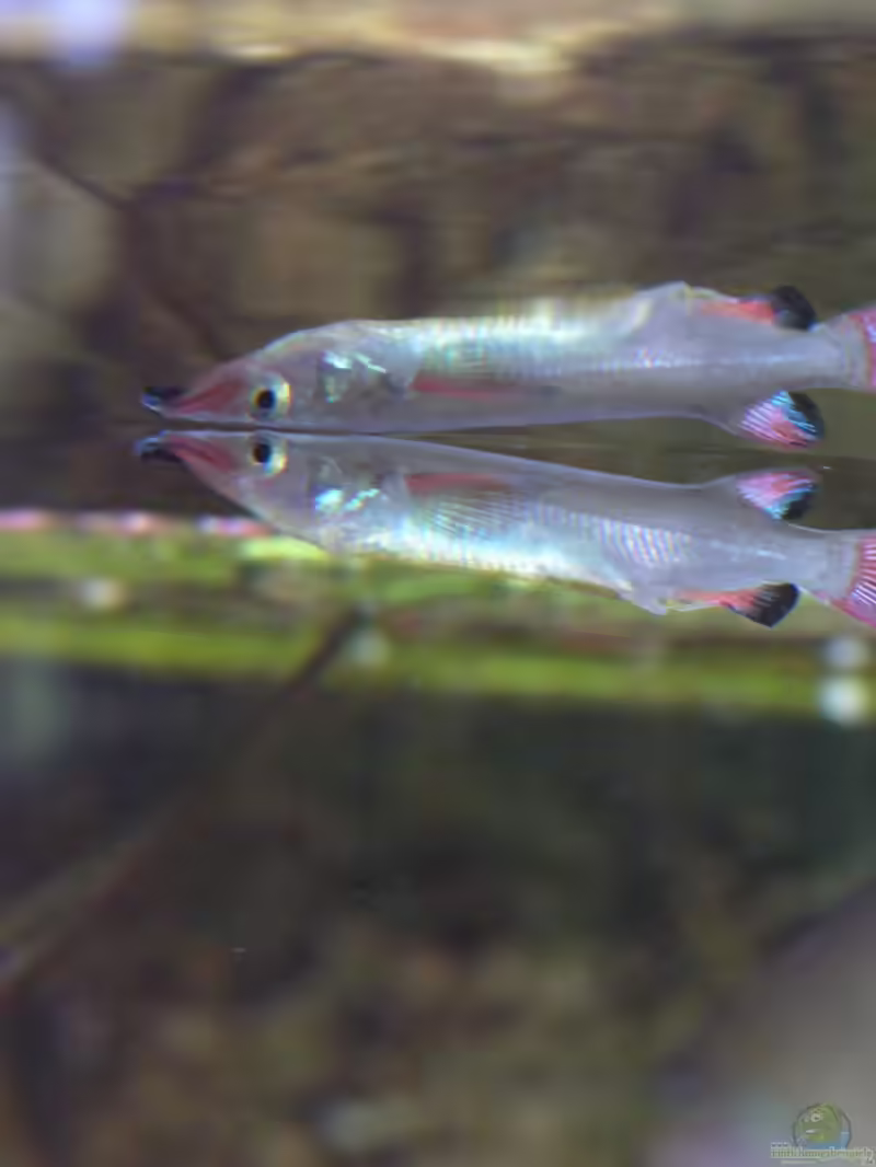 Aquarien mit Nomorhamphus liemi (Celebes-Halbschnäbler)