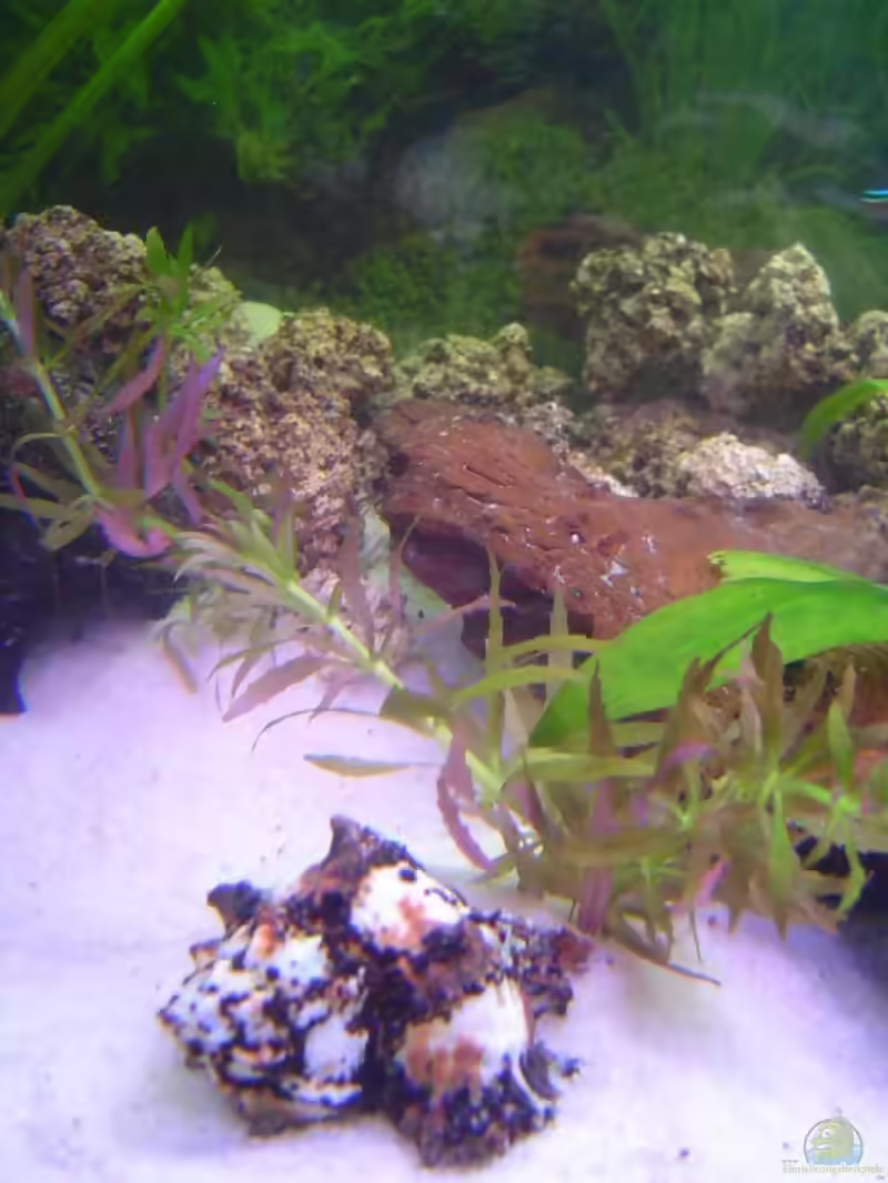 Limnophila aromatica im Aquarium pflanzen (Einrichtungsbeispiele mit Aromatischer Sumpffreund)