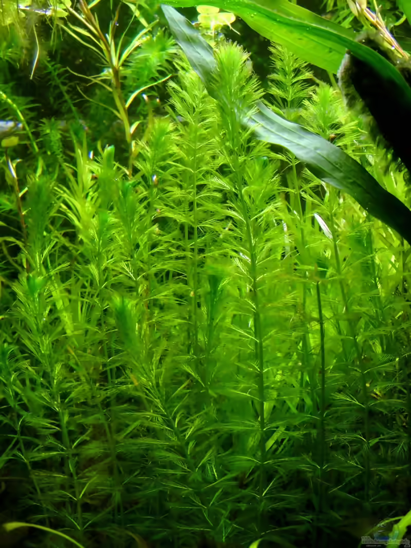 Myriophyllum elatinoides im Aquarium pflegen (Einrichtungsbeispiele für Tännelblattähnliches Tausendblatt)