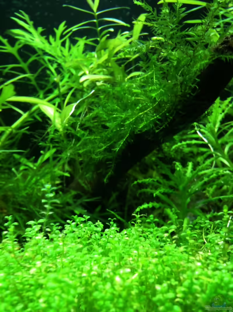 Taxiphyllum spec. Flame im Aquarium (Einrichtungsbeispiele mit Flammenmoos)