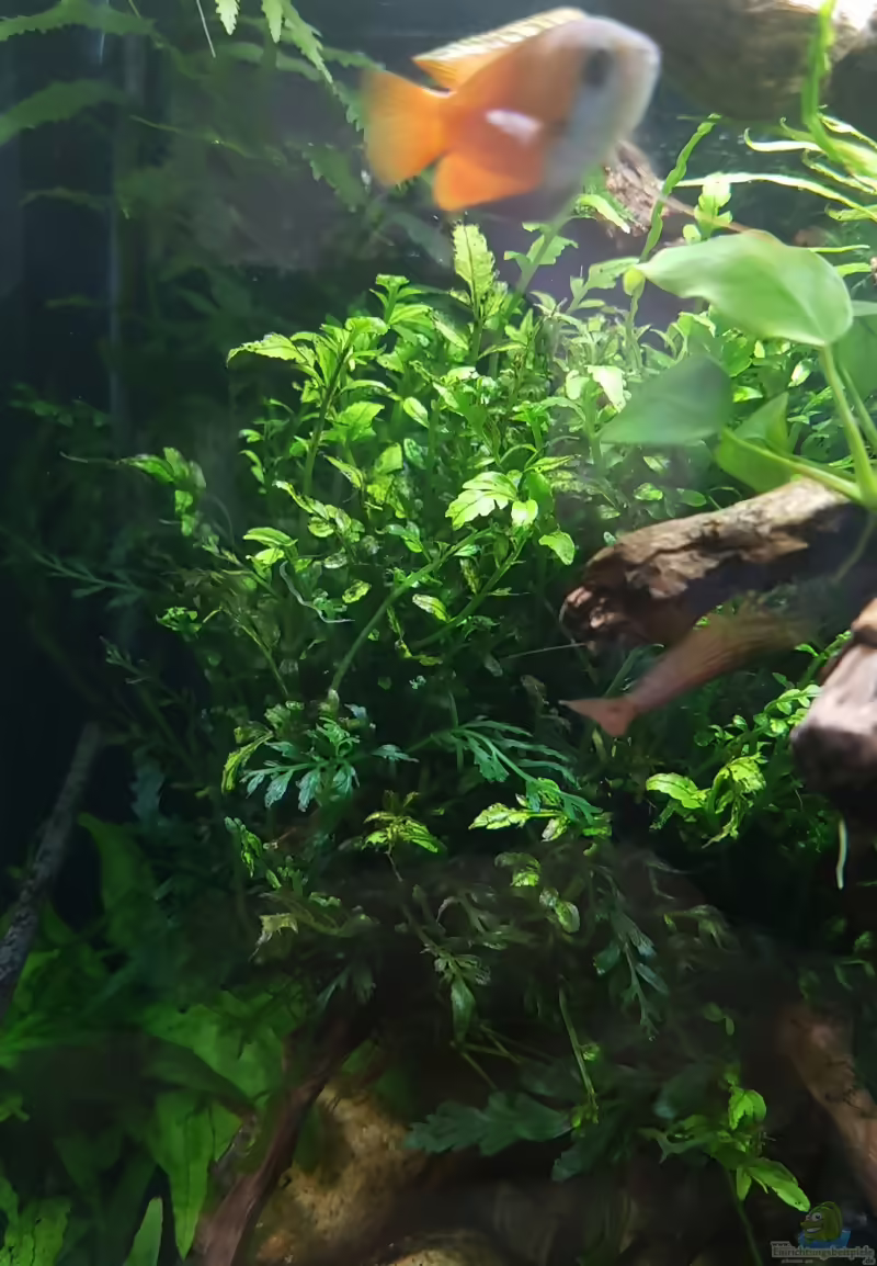 Bolbitis heteroclita im Aquarium (Einrichtungsbeispiele mit Geschwänzter Wasserfarn)