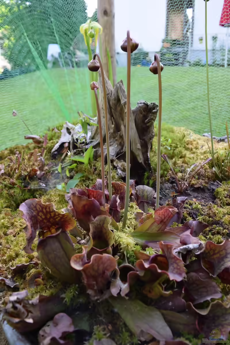 Sarracenia purpurea im Garten pflegen (Einrichtungsbeispiele mit Purpur-Schlauchpflanze)
