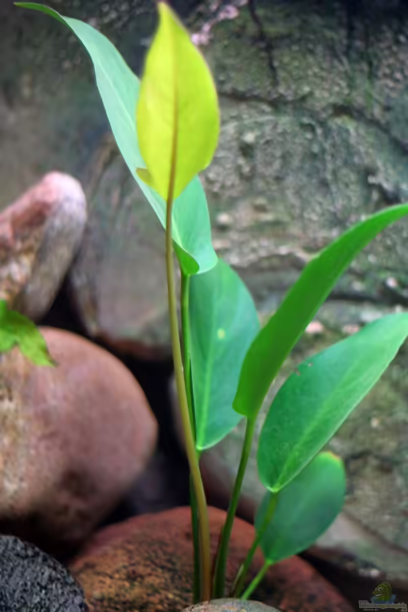 Anubias afzelii im Aquarium pflanzen (Einrichtungsbeispiele mit Afzelius Speerblatt)