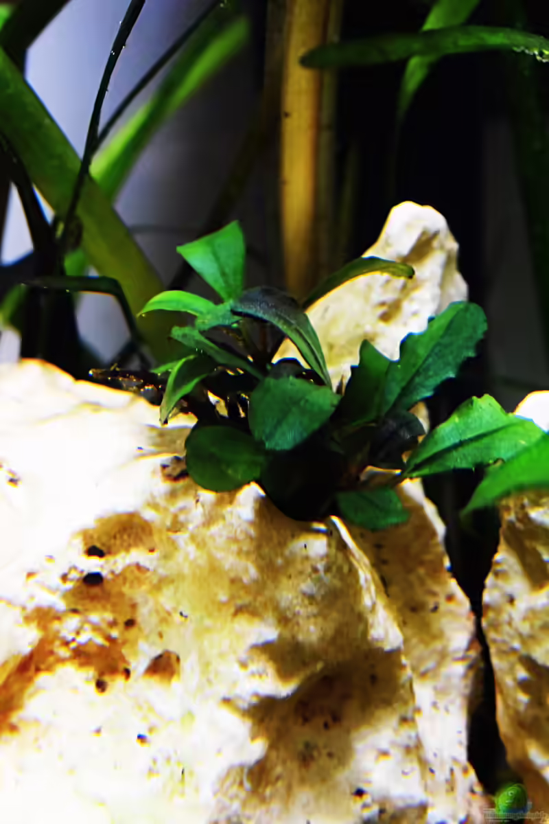 Bucephalandra Brownie Jade im Aquarium pflegen (Einrichtungsbeispiele für Bucephalandra Brownie Jade)