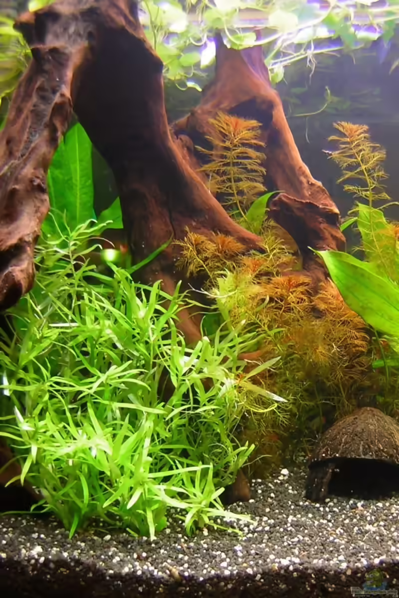 Heteranthera zosterifolia im Aquarium (Einrichtungsbeispiele mit Seegrasblättrige Heteranthera)