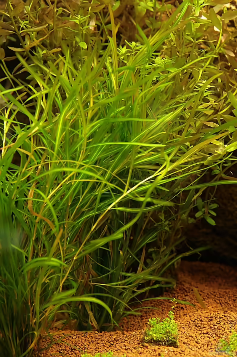 Eichhornia azurea im Aquarium pflegen (Einrichtungsbeispiele für Blaue Wasserhyazinthe)