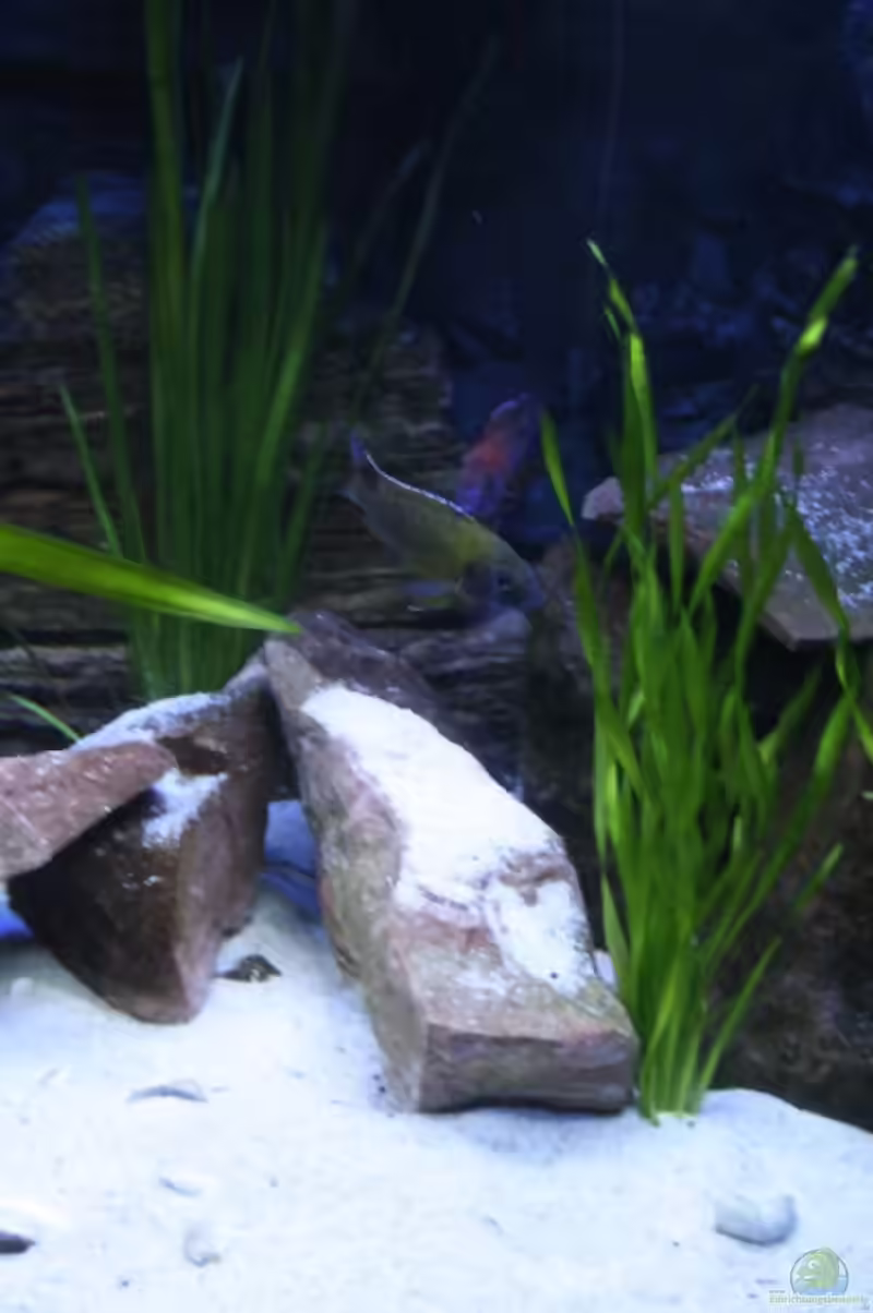 Vallisneria australis im Aquarium (Einrichtungsbeispiele mit Riesensumpfschraube)