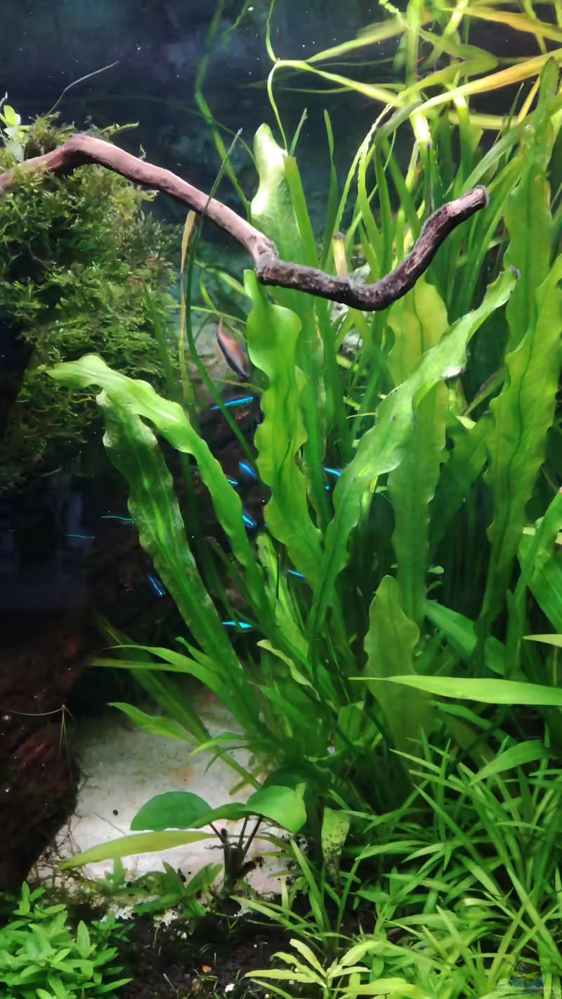 Echinodorus martii im Aquarium pflegen (Einrichtungsbeispiele für Gewelltblättrige Schwertpflanze)