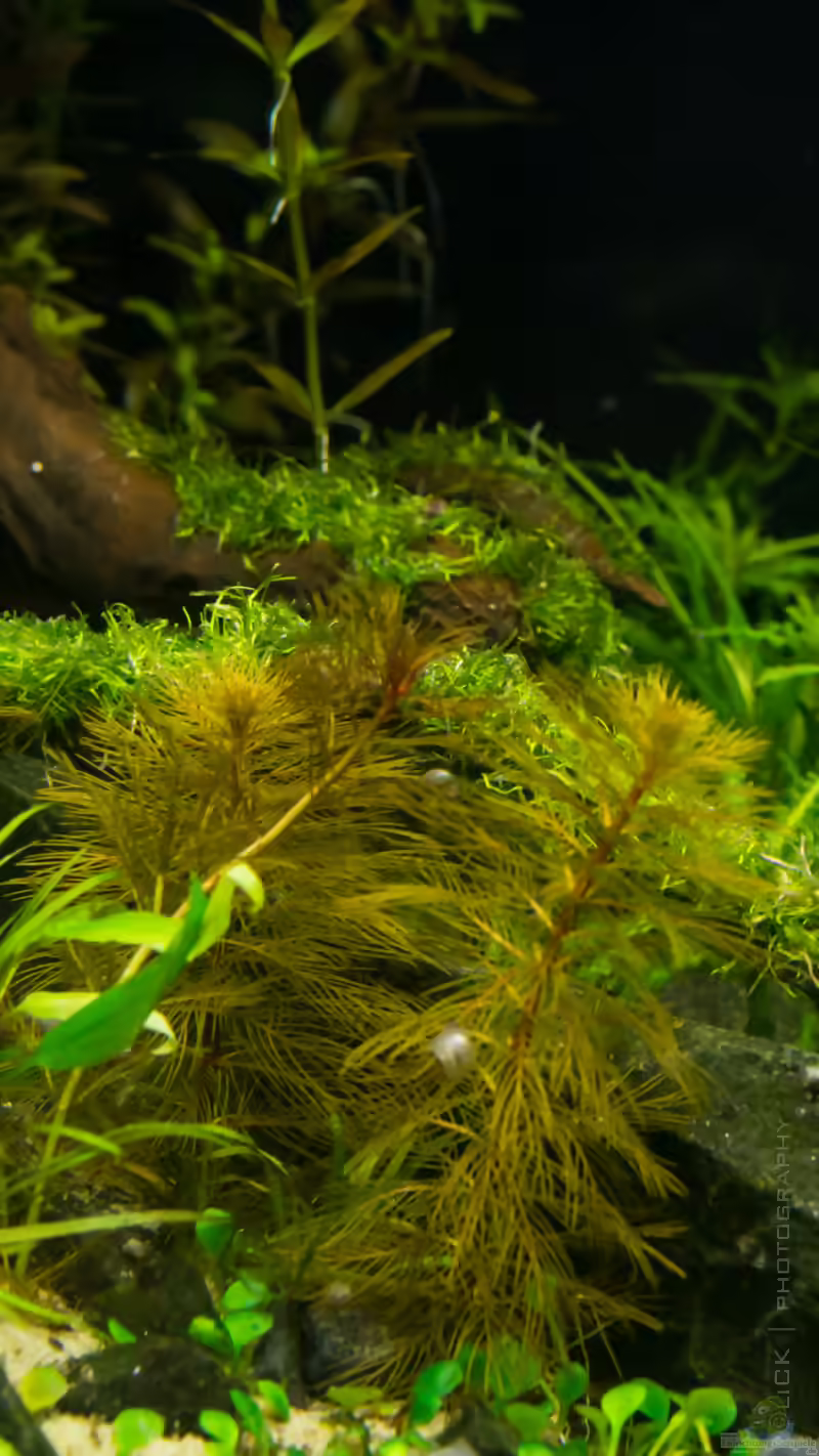 Myriophyllum aquaticum var. santacatarinense im Aquarium (Eirichtungsbeispiele mit Santa-Catarina-Tausendblatt)
