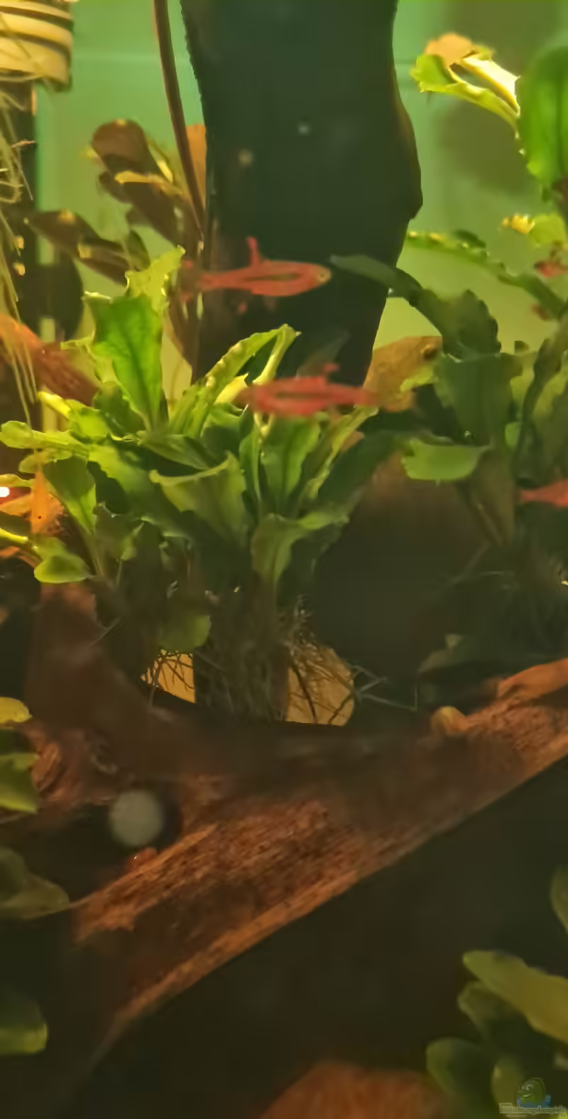 Bucephalandra sp. Theia im Aquarium pflegen (Einrichtungsbeispiele für Bucephalandra sp. Theia)