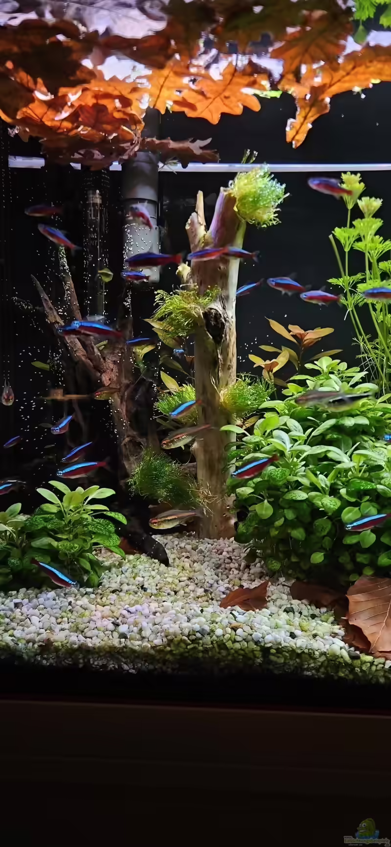 Riccia fluitans  im Aquarium oder Teich (Einrichtungsbeispiele mit Teichlebermoos)