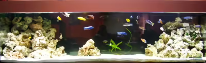 Aquarien mit Quarzsand (Einrichtungsbeispiele für Quarzsand)