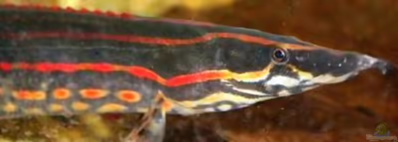 Aquarien mit Mastacembelus erythrotaenia (Einrichtungsbeispiele für Feuer-Stachelaal)