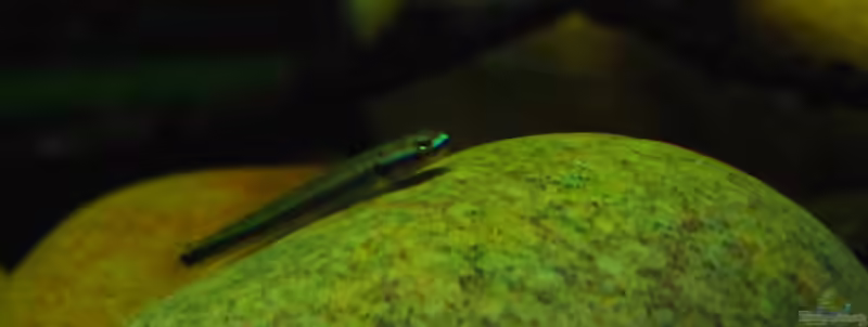 Stiphodon elegans im Aquarium halten (Einrichtungsbeispiele für Neongrundeln)