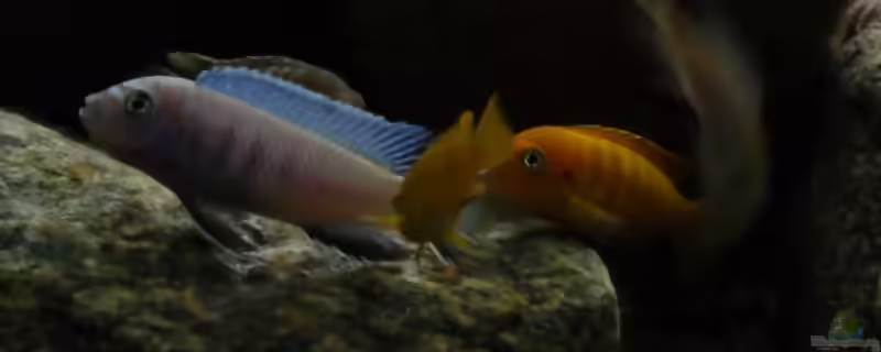 Chindongo heteropictus im Aquarien halten (Einrichtungsbeispiele für Chindongo heteropictus)