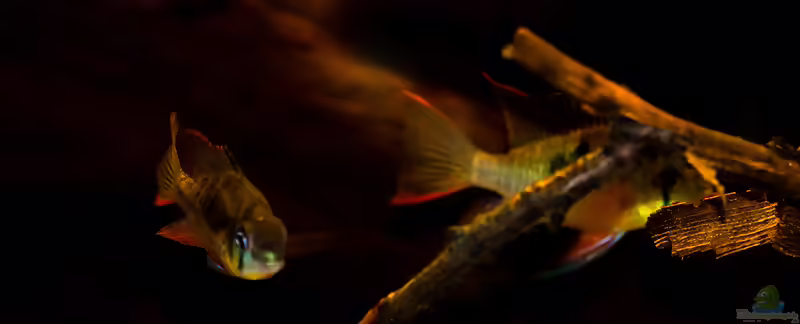 Einrichtungsbeispiele für die Haltung von Mikrogeophagus altispinosus (Bolivianischer Schmetterlingsbuntbarsch) im Aquarium