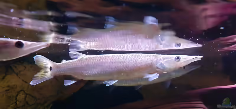 Aquarien mit Ctenolucius hujeta (Augenfleckhechtsalmler)