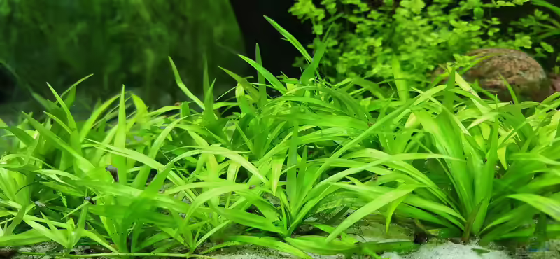 Helanthium bolivianum im Aquarium (Einrichtungsbeispiele mit Breitblättrige Zwergschwertpflanze)