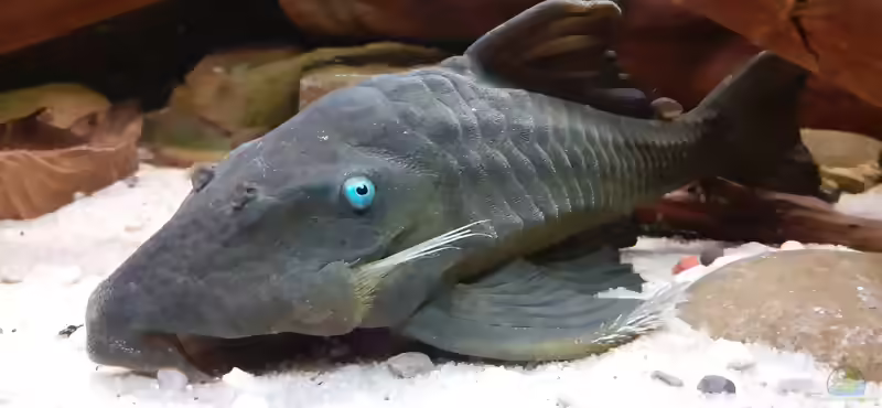 Panaque cochliodon im Aquarium halten (Einrichtungsbeispiele für Blauaugen-Harnischwels)