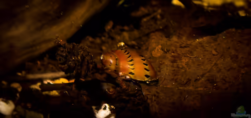 Vittina semiconica im Aquarium halten (Einrichtungsbeispiele für Punktnapfschnecken)