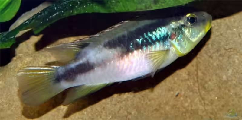 Aquarien mit Benitochromis finleyi
