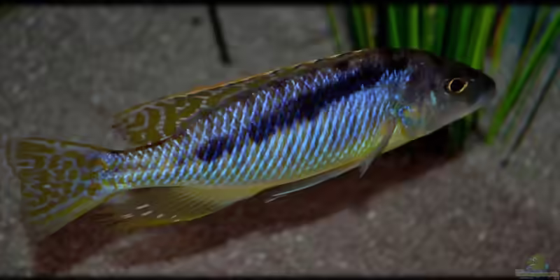Aquarien mit Mylochromis (Sciaenochromis) gracilis